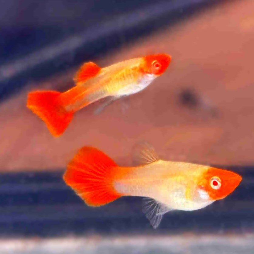 Guppy male koi